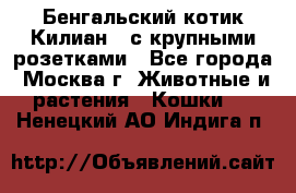 Бенгальский котик Килиан , с крупными розетками - Все города, Москва г. Животные и растения » Кошки   . Ненецкий АО,Индига п.